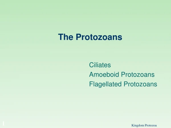 The Protozoans