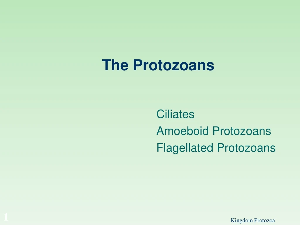 the protozoans