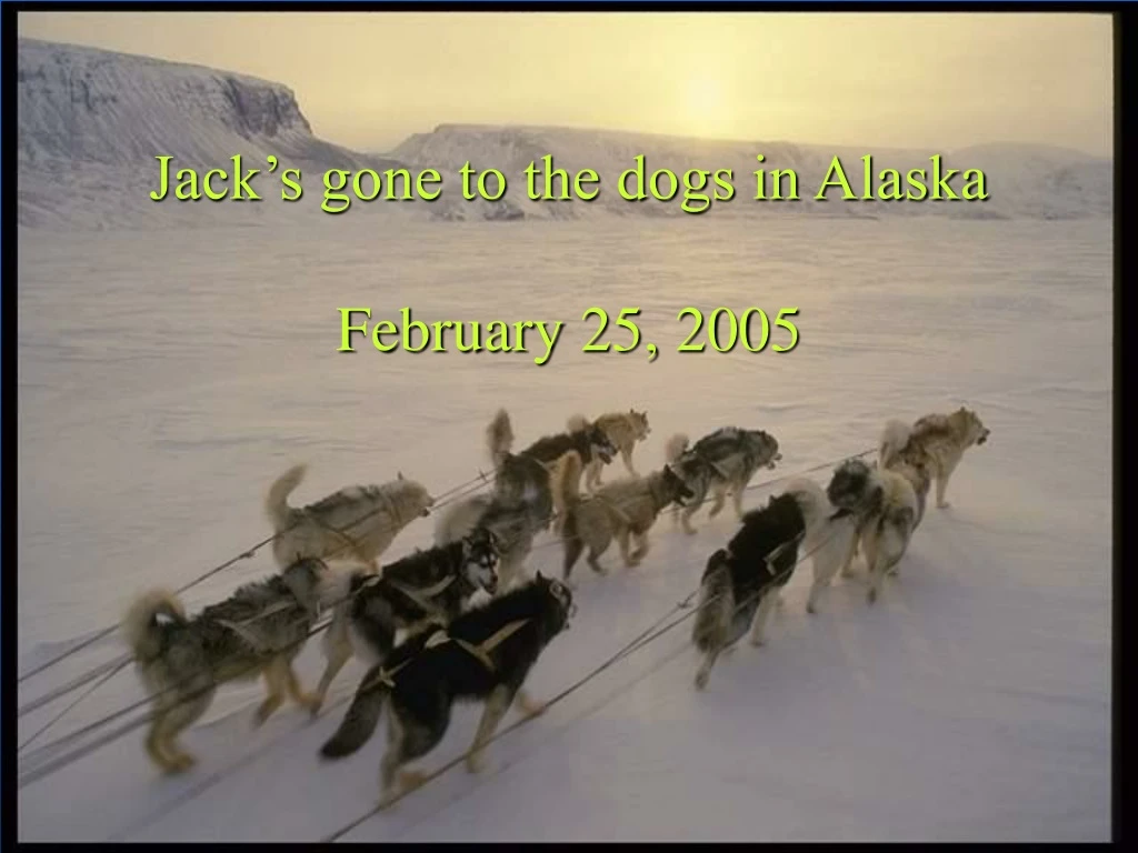 jack s gone to the dogs in alaska february 25 2005