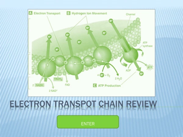 ELECTRON TRANSPOT CHAIN REVIEW