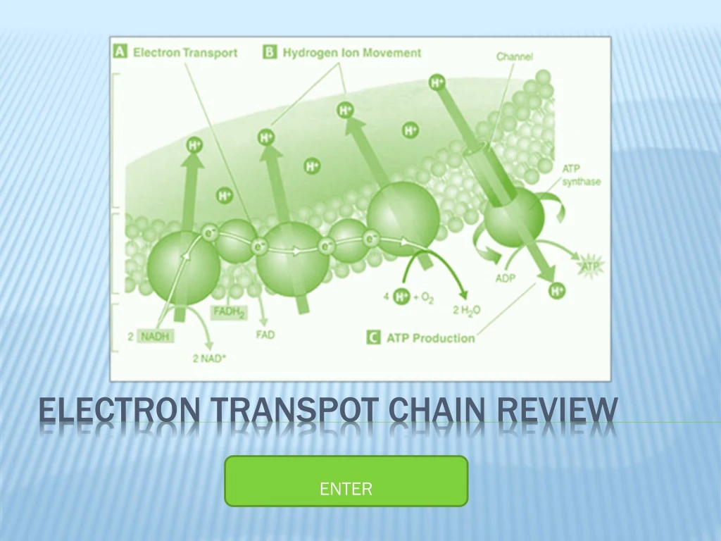 electron transpot chain review