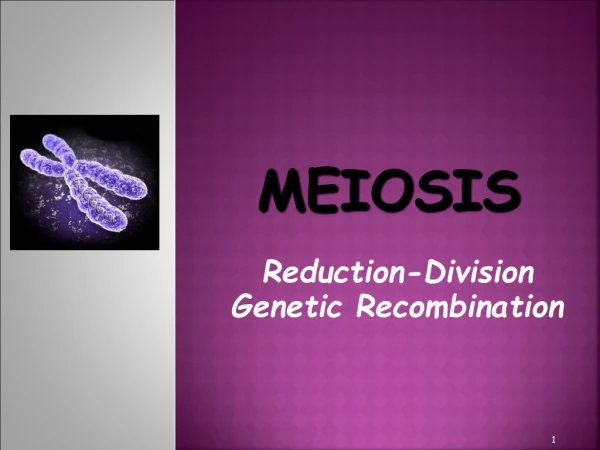 MEIOSIS