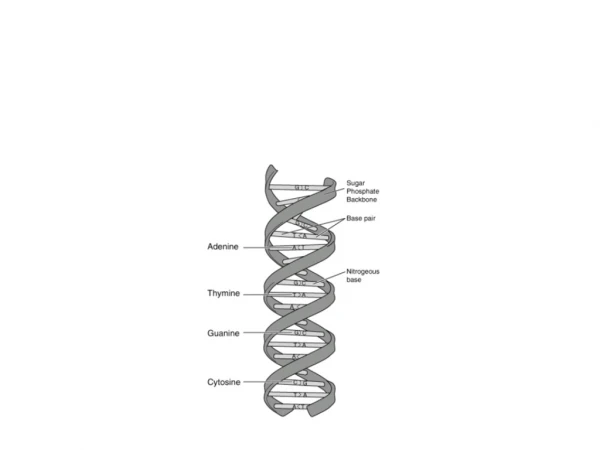 Changes in DNA (Mutations)