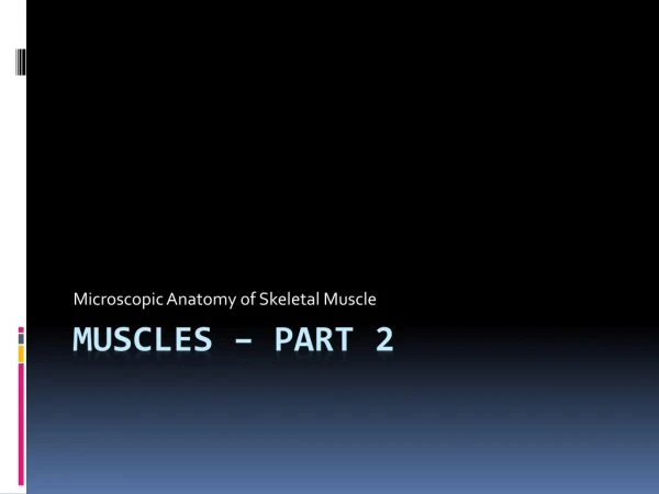 Muscles – Part 2