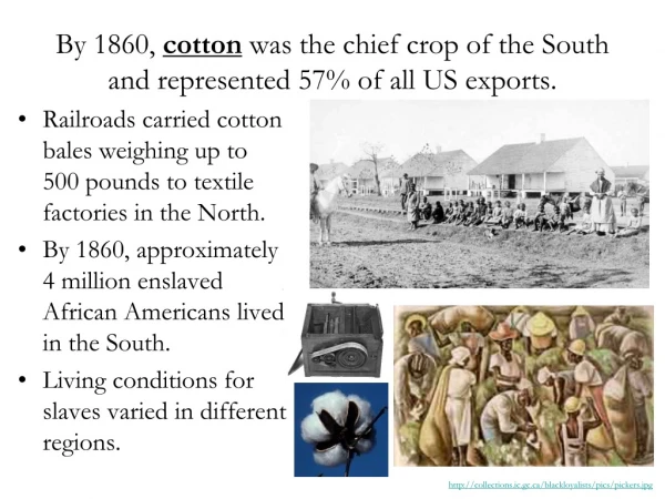 By 1860,  cotton  was the chief crop of the South and represented 57% of all US exports.