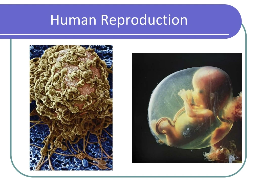 human reproduction