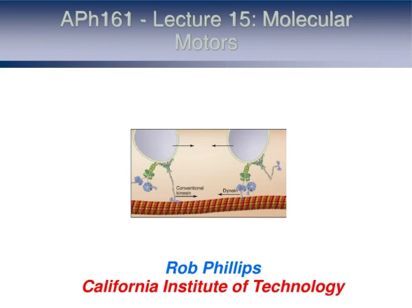 APh161 - Lecture 15: Molecular Motors
