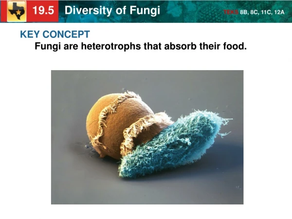KEY CONCEPT Fungi are heterotrophs that absorb their food.