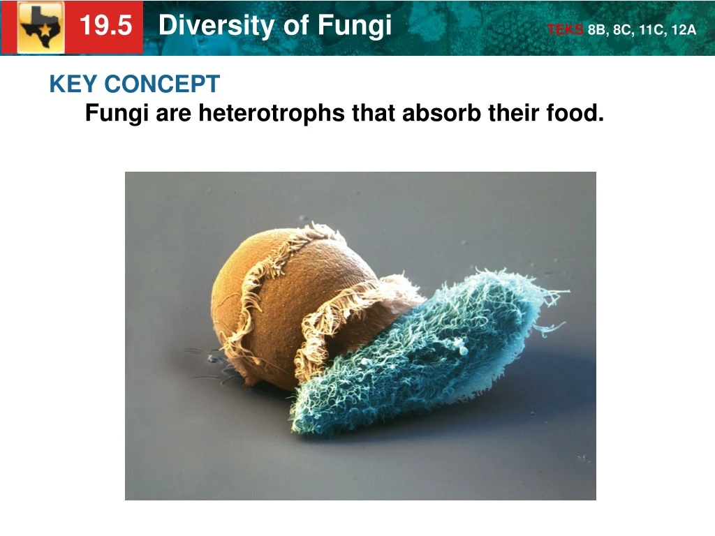key concept fungi are heterotrophs that absorb