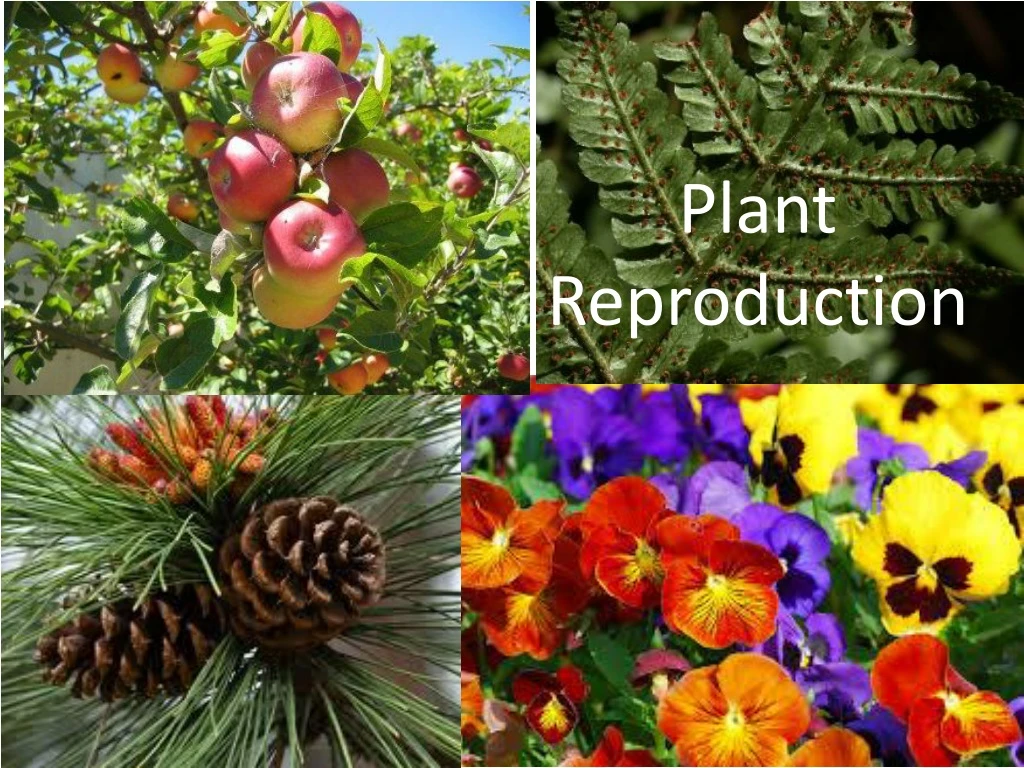 plant reproduction