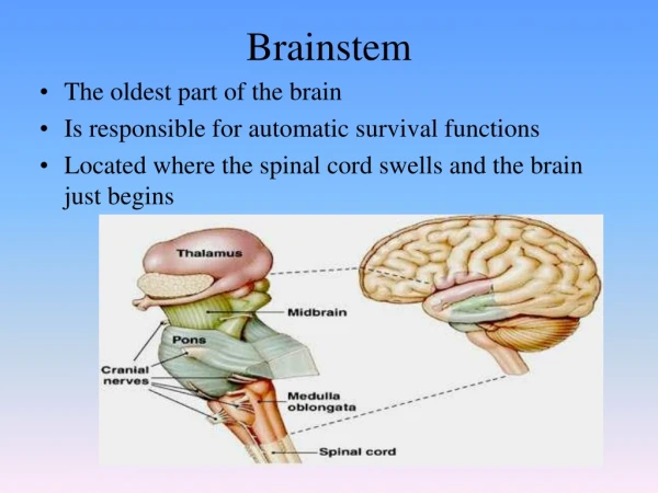 Brainstem