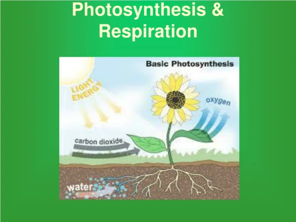 Photosynthesis &amp; Respiration