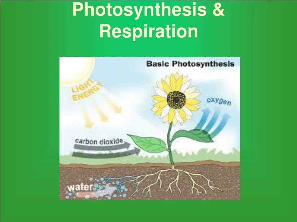 photosynthesis respiration