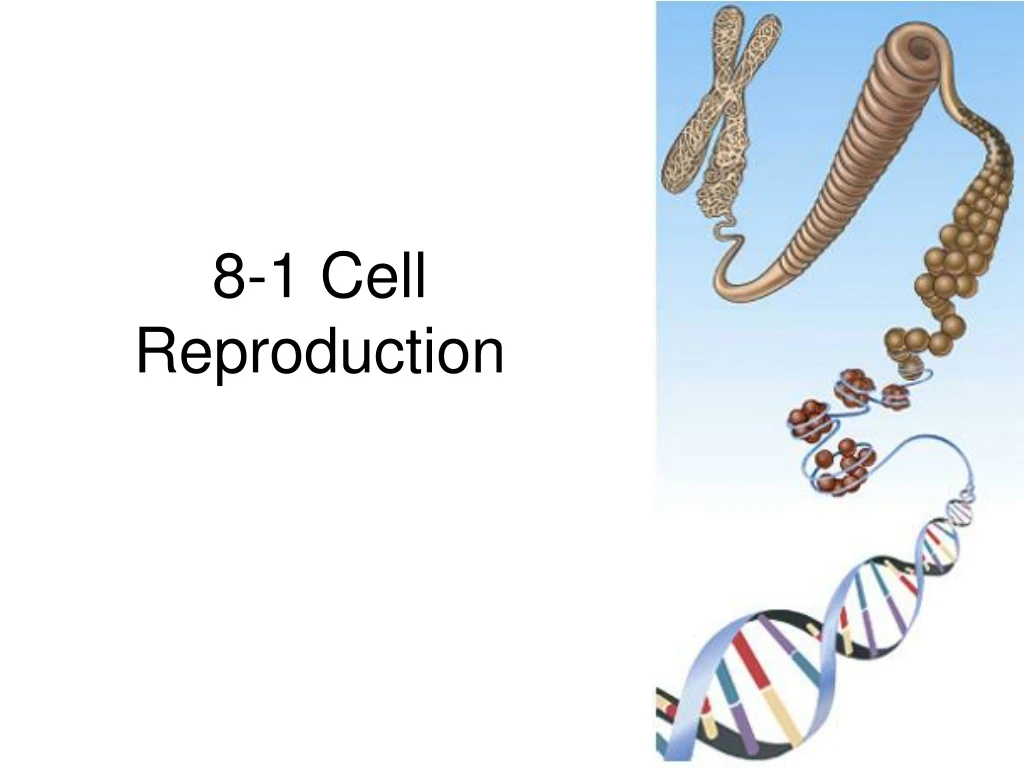 8 1 cell reproduction