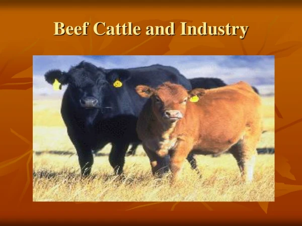 Beef Cattle and Industry