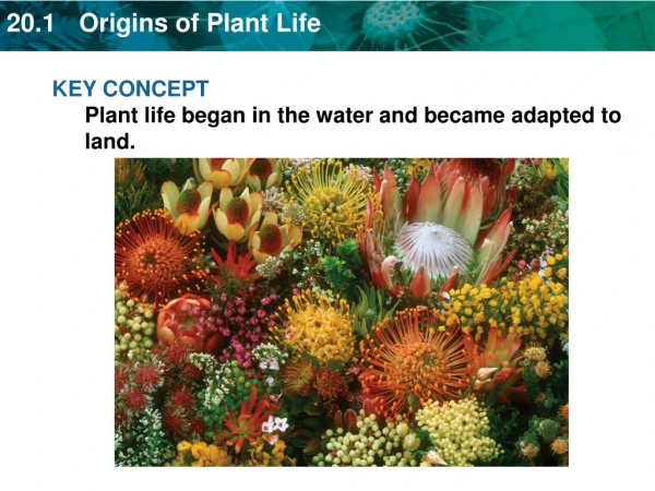 KEY CONCEPT Plant life began in the water and became adapted to land.