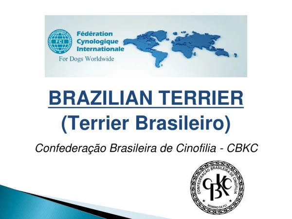 BRAZILIAN TERRIER (Terrier Brasileiro)