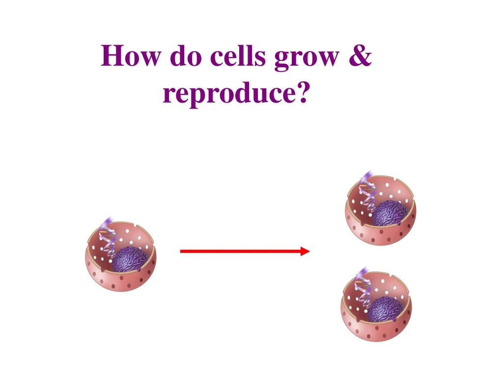 how do cells grow reproduce