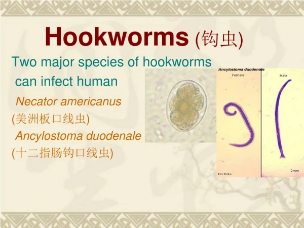 Hookworms  ( 钩虫 )