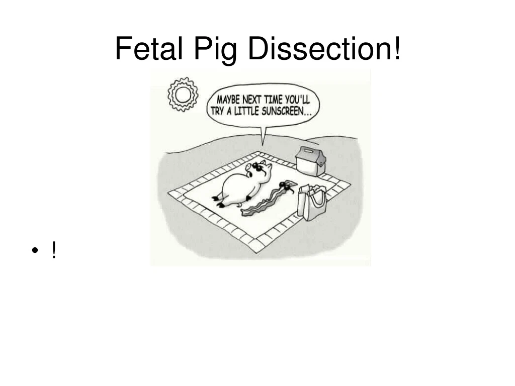 fetal pig dissection