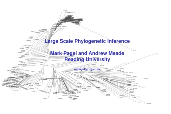 Large Scale Phylogenetic Inference Mark Pagel and Andrew Meade Reading University