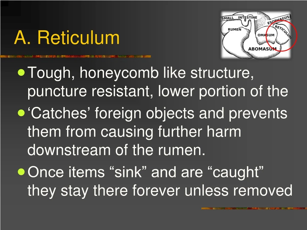 a reticulum