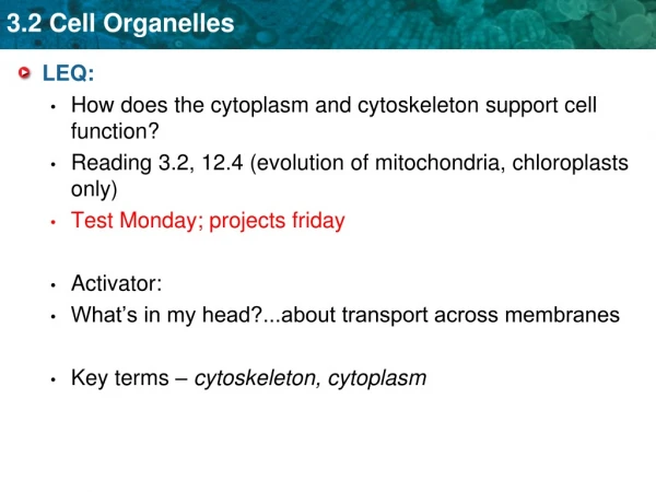 LEQ: How does the cytoplasm and cytoskeleton support cell function?
