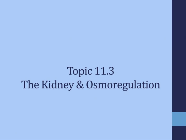 Topic 11.3  The Kidney &amp; Osmoregulation
