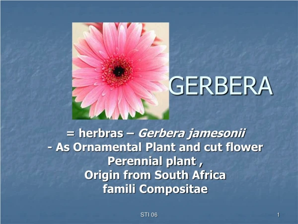 GERBERA