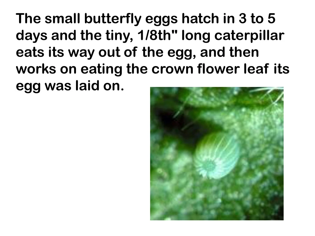 the small butterfly eggs hatch in 3 to 5 days