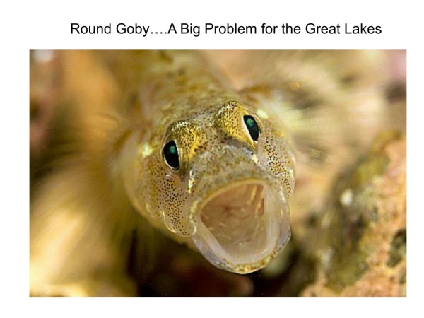 Round Goby….A Big Problem for the Great Lakes