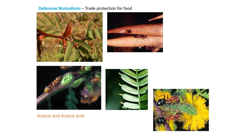 defensive mutualisms trade protection for food
