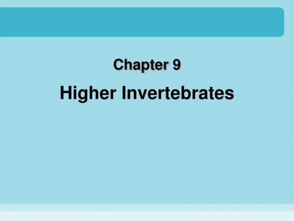 Higher Invertebrates