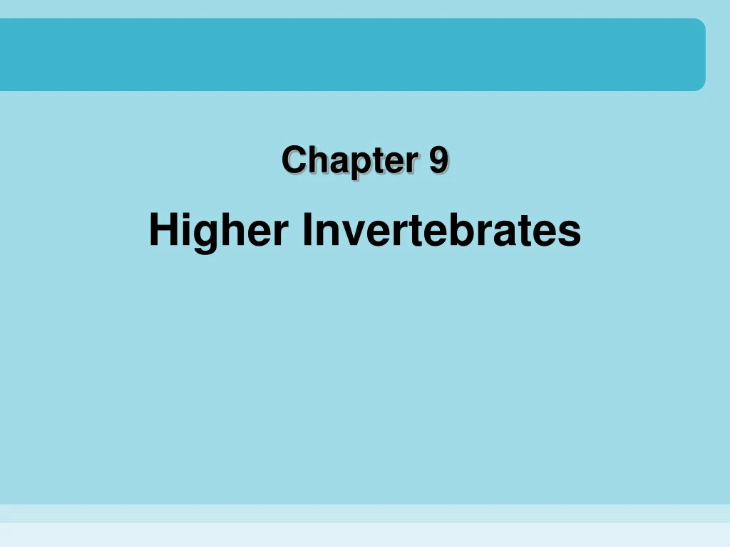 higher invertebrates