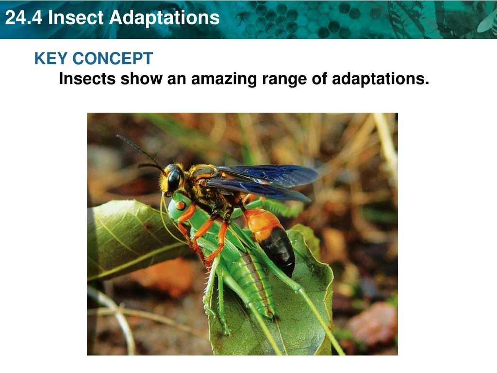key concept insects show an amazing range
