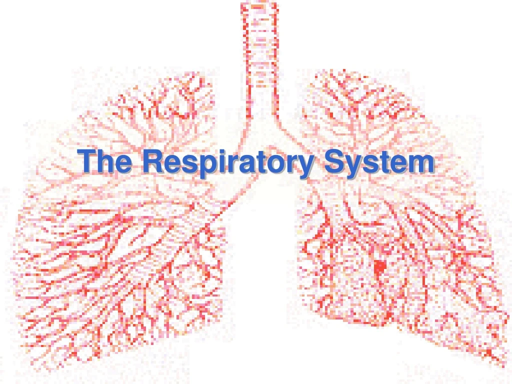 the respiratory system