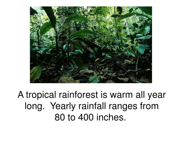 A tropical rainforest is warm all year long.  Yearly rainfall ranges from 80 to 400 inches.