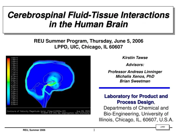 Cerebrospinal Fluid-Tissue Interactions in the Human Brain