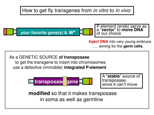 How to get fly transgenes from  in vitro  to  in vivo :