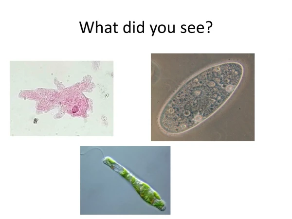 What did you see?