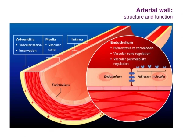 Arterial wall: structure and function
