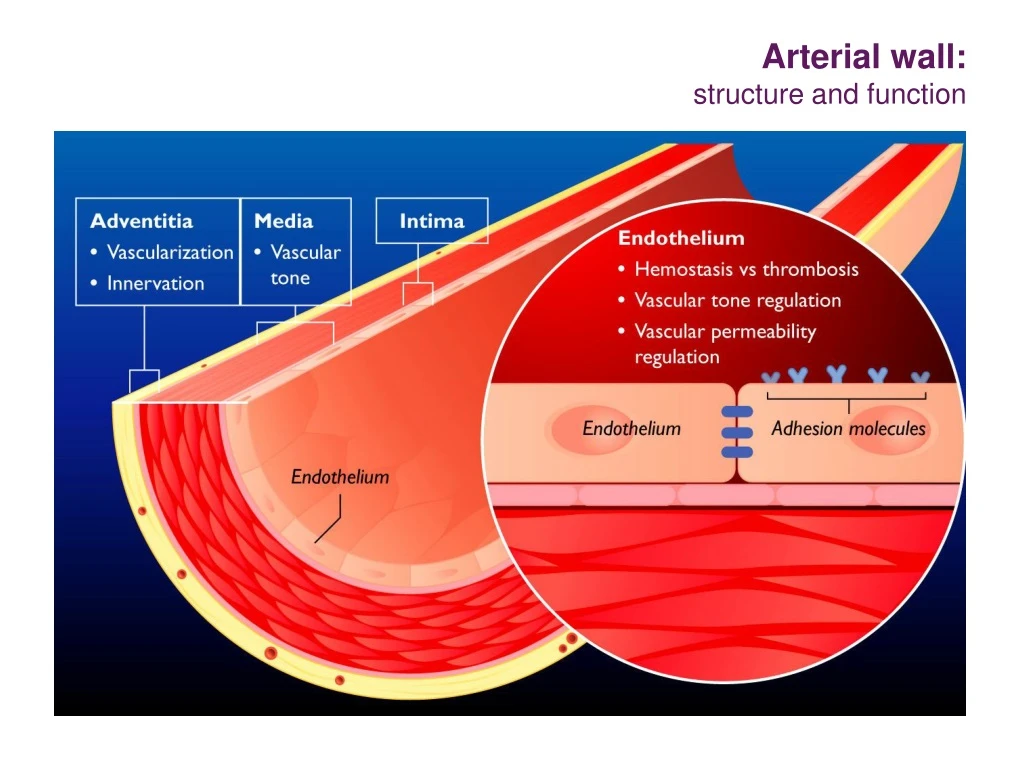arterial wall structure and function
