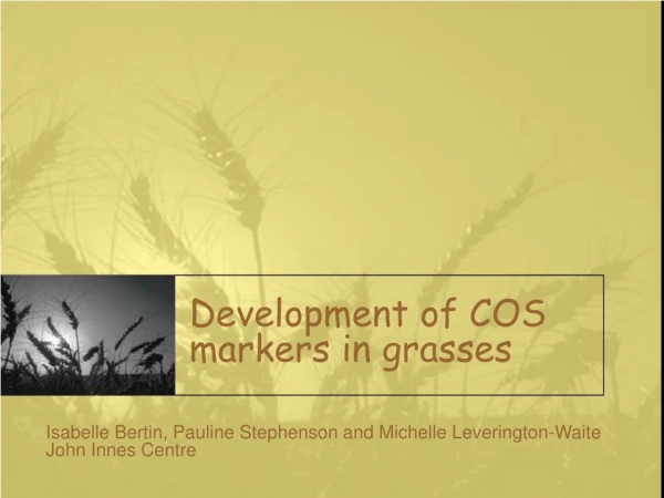 Development of COS markers in grasses