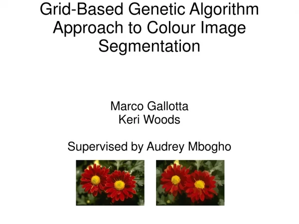 Grid-Based Genetic Algorithm Approach to Colour Image Segmentation