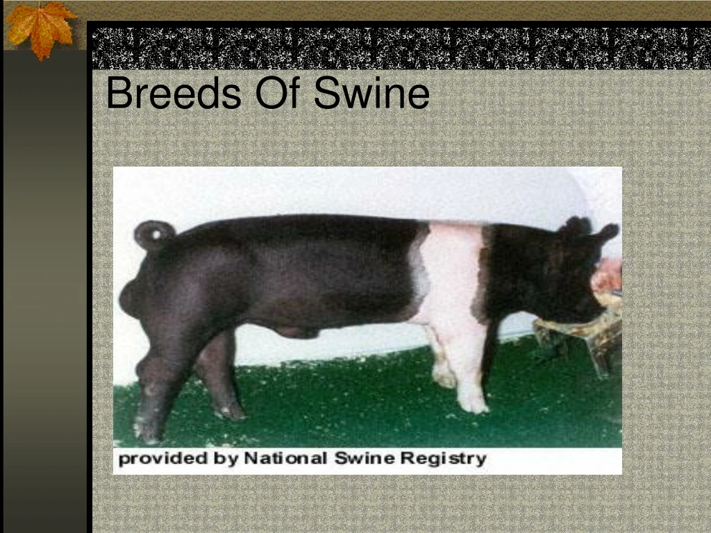 breeds of swine