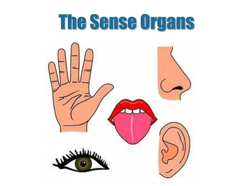 the sense organs