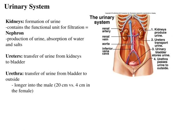 Urinary System