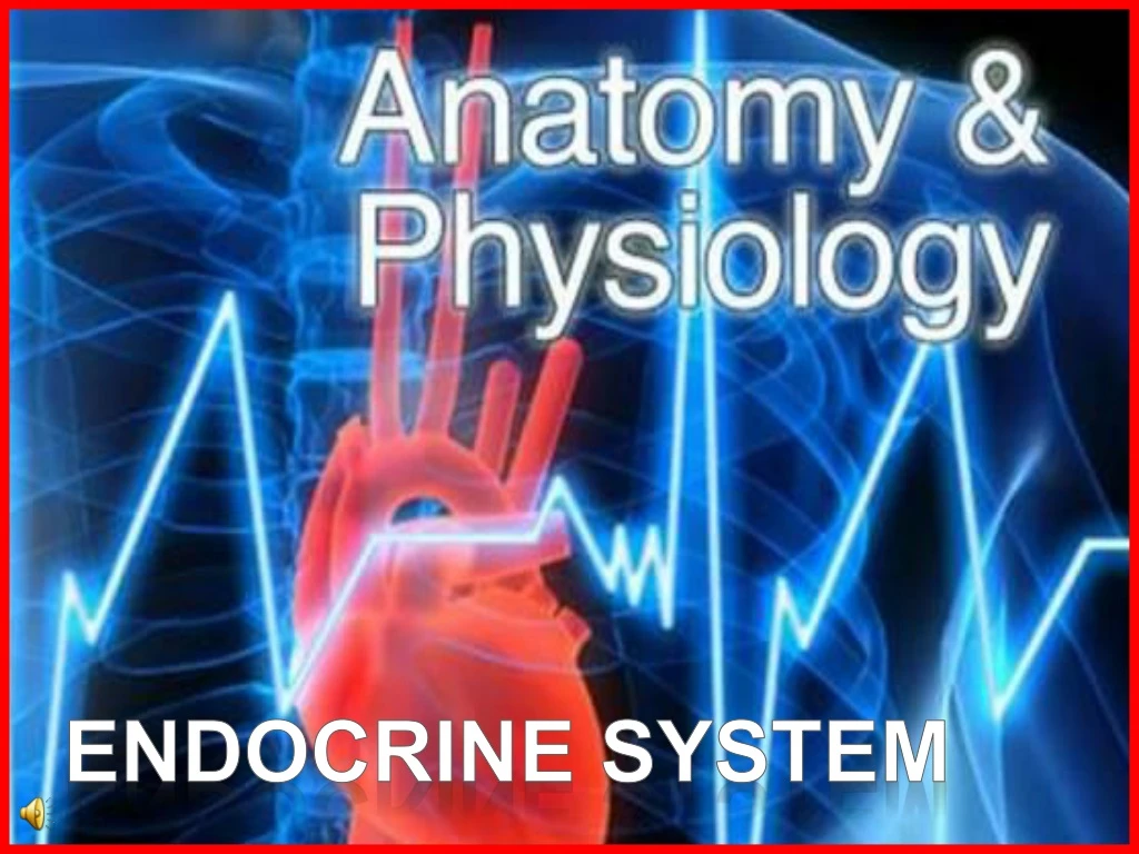 endocrine system