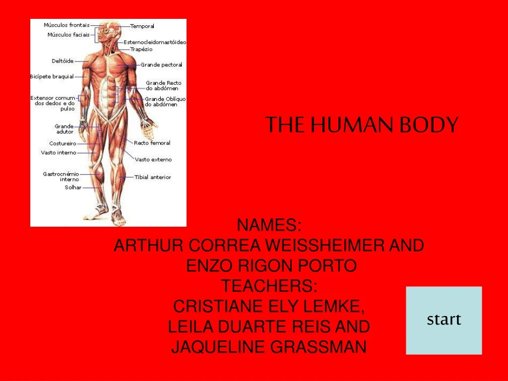 the human body