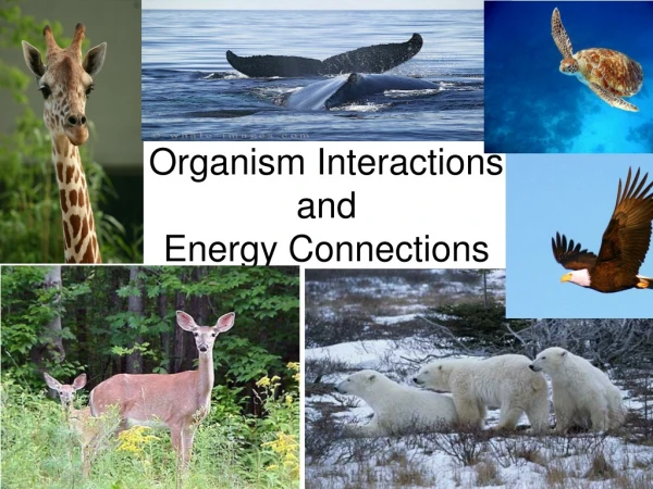 Organism Interactions and Energy Connections